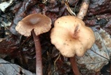 Pseudoomphalina cokeri image
