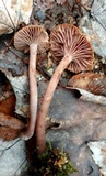 Pseudoomphalina cokeri image