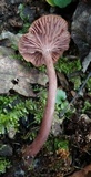 Pseudoomphalina cokeri image