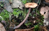 Pseudoomphalina cokeri image