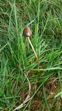 Psilocybe semilanceata image