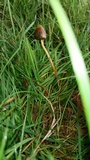 Psilocybe semilanceata image
