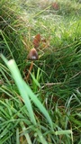 Psilocybe semilanceata image