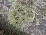 Xanthoparmelia australasica image