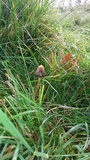Psilocybe semilanceata image