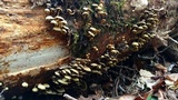 Hypholoma subviride image