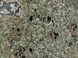 Xanthoparmelia australasica image