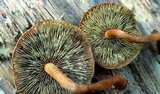 Hypholoma subviride image