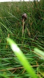 Psilocybe semilanceata image
