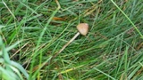 Psilocybe semilanceata image
