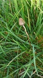 Psilocybe semilanceata image