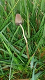 Psilocybe semilanceata image