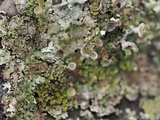 Cladonia grayi image