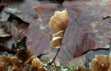 Stereum striatum image