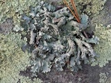 Parmotrema subisidiosum image