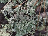 Parmotrema reticulatum image