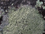 Image of Fuscidea appalachensis