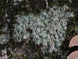Pertusaria globularis image