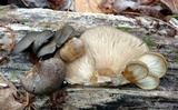 Sarcomyxa serotina image