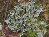 Myelochroa aurulenta image