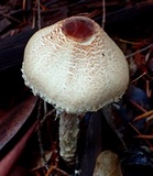 Lepiota magnispora image
