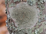 Lecanora hybocarpa image