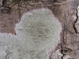 Lecanora hybocarpa image
