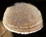 Auricularia nigricans image