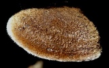 Auricularia nigricans image
