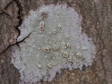 Lecanora imshaugii image