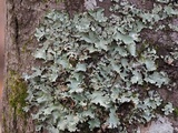 Parmotrema reticulatum image
