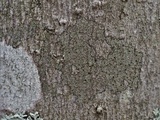 Rinodina maculans image