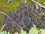 Leptogium austroamericanum image