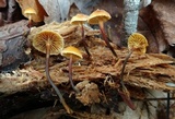 Xeromphalina cauticinalis image