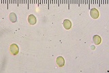 Cystoderma fallax image
