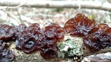 Exidia recisa image