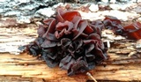 Exidia recisa image