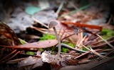 Mycena vulgaris image