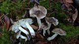 Tricholoma portentosum image