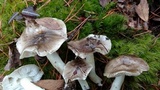 Tricholoma portentosum image