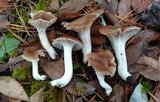 Hygrocybe colemanniana image