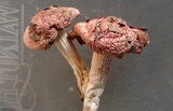 Hygrophorus roseobrunneus image
