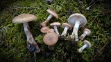 Armillaria gallica image