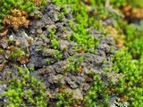 Collema nigrescens image