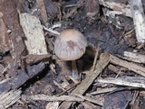 Psathyrella prona image