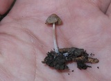 Psathyrella prona image