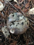 Gomphidius oregonensis image