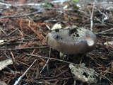 Gomphidius oregonensis image