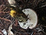 Gomphidius oregonensis image