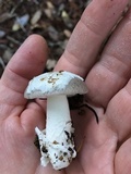 Amanita sect. Vaginatae image
